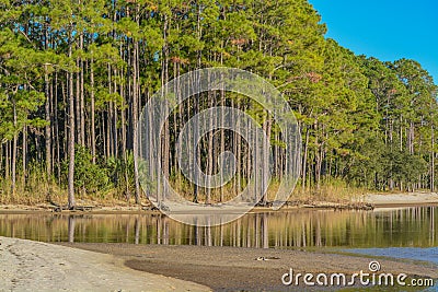 The tree lined beach on Hammock Bay in Freeport, Walton County, Florida Stock Photo