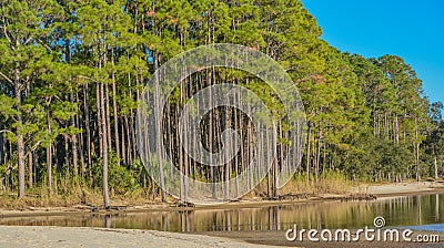 The tree lined beach on Hammock Bay in Freeport, Walton County, Florida Stock Photo