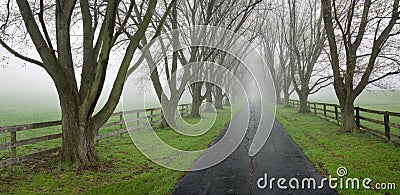 Tree Lined Country Lane Stock Photo