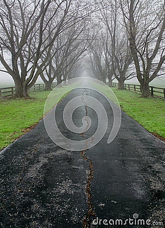 Tree Lined Country Lane Stock Photo