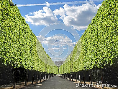 Tree-lined garden path Stock Photo