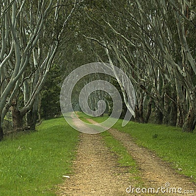Tree Lined Path Stock Photo