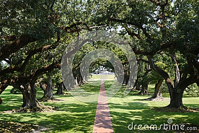 Tree Lined Path Stock Photo