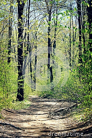 Tree lined path in northern Michigan in the spring. Stock Photo