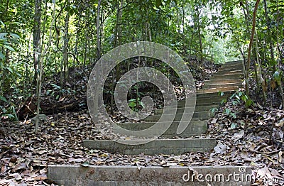 Tree lined path Stock Photo