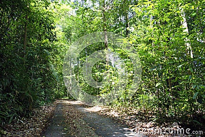 Tree lined path Stock Photo