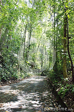 Tree lined path Stock Photo