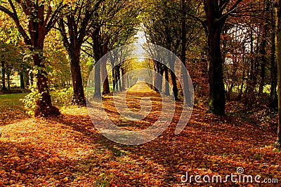 Tree lined pathway Stock Photo