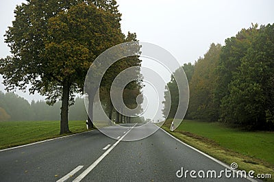 Tree lined road Stock Photo