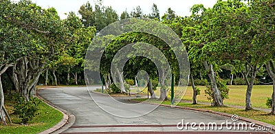 Tree lined road Stock Photo