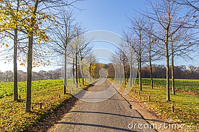 Tree lined road leading into the distance with forest and blue sky in the background Stock Photo