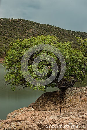 Tree living on the edge. Stock Photo