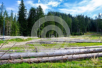 Tree logging on a meadow in Tatra Mountains, Poland, several tree trunks lying in coniferous forest Stock Photo