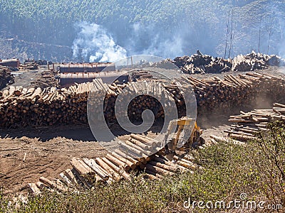 Tree logging in rural Swaziland with heavy machinery, stacked timber and forest in background, Africa Stock Photo