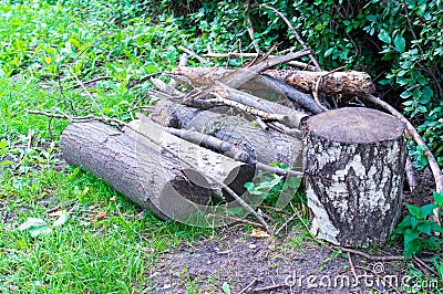 Tree logs on the grass. background, nature. Stock Photo