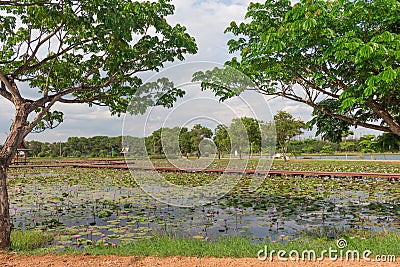 TREE on lotus park Stock Photo