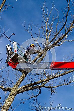 Tree maintenance Editorial Stock Photo