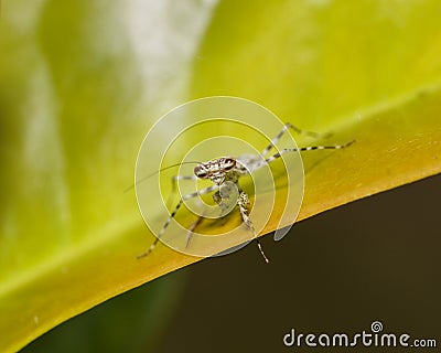 Tree Mantis (Liturgusa annulipes), Costa Rica Stock Photo