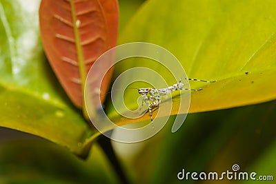 Tree Mantis (Liturgusa annulipes), Costa Rica Stock Photo