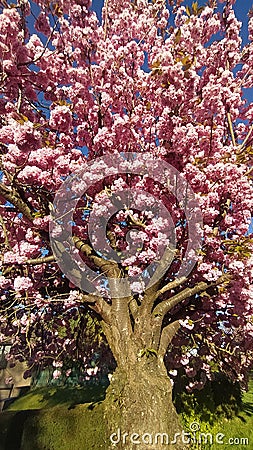 Tree with many big blossoms. Spring time Stock Photo