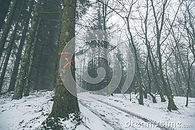 Tree marked for forestry in a misty forest Stock Photo