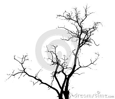 Tree Matte Stock Photo