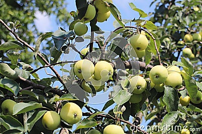 A tree with maturing fruits of a green apple. Vintage fruits rich in vitamins. Fruit trees for the garden. Agroindustrial business Stock Photo