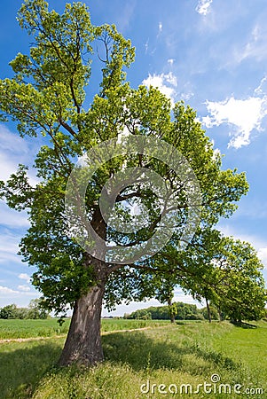 Tree, meadow and a blue sky Stock Photo