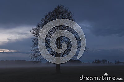 Tree on a meadow in Mazowsze region of Poland Stock Photo