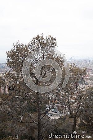 A tree in a middel of the view Stock Photo