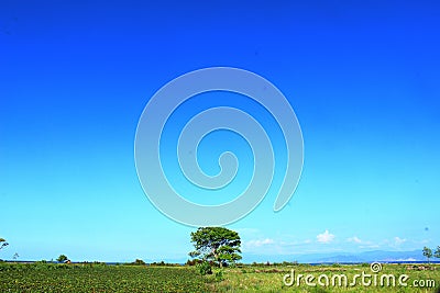 Tree in middle of grass savanna Stock Photo