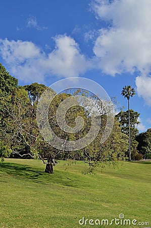 A tree in the middle of a lush green parkland Stock Photo