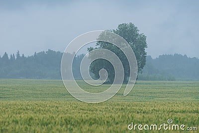 Tree in the middle of the wheat field. Rain and fruitage, forest in background. Organic crop. Stock Photo