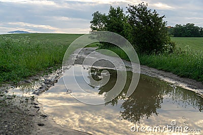 Tree mirrored in the puddle mirror ont he meadow in nature. Stock Photo