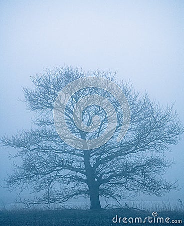 Tree with a misty background Stock Photo