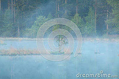 Tree on misty swamp water Stock Photo