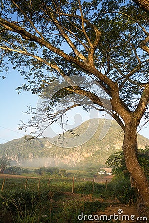 Tree and Mogote in Vinales Valley Stock Photo
