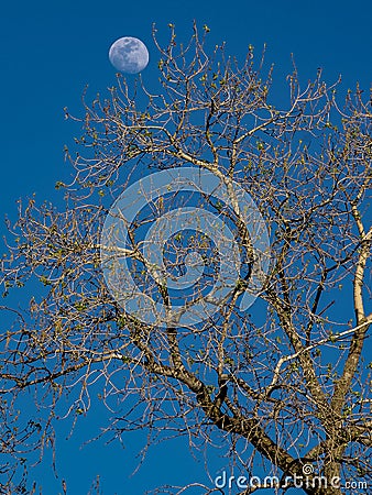 Tree and moon Stock Photo