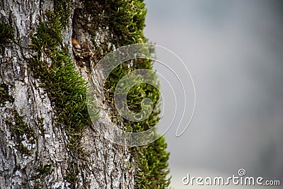 tree with moss on roots in a green forest or moss on tree trunk. Tree bark with green moss. Azerbaijan nature. Stock Photo