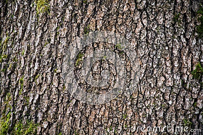 tree with moss on roots in a green forest or moss on tree trunk. Tree bark with green moss. Azerbaijan nature. Stock Photo