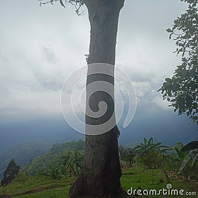 The tree at mountain peak that withstood time Stock Photo