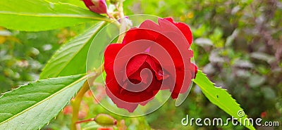 tree Natura full color garden flower Stock Photo