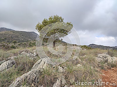 a tree in nature - cloud grey - nature photo Stock Photo