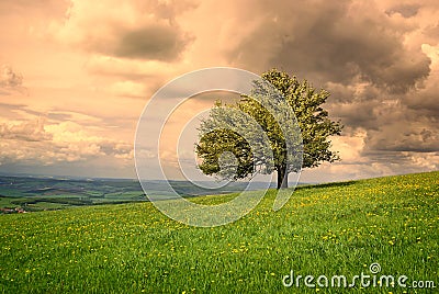 Tree nature scenery Stock Photo