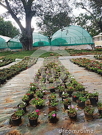 Tree, nursery, plants nursery house, greenery Stock Photo