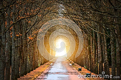Tree Oaks Tunnel around the darkness, and the light at the end of the tunnel spring and the road. Stock Photo