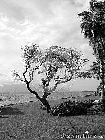 Tree by the Ocean Stock Photo