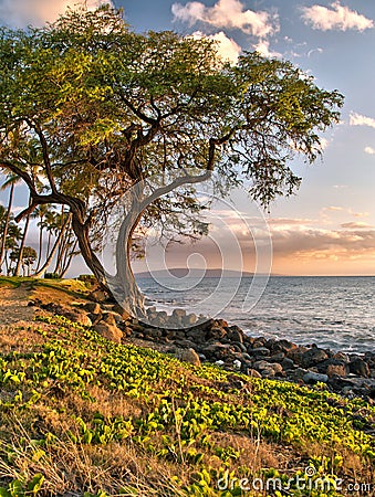 Tree by ocean in Hawaiian sunset Stock Photo