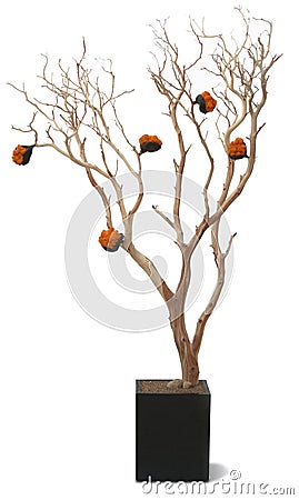 Tree old bark wood leaf leaves planter orange Stock Photo