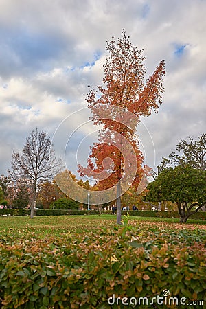 Tree with orange leaves in the garden of the Parterre in autumn Stock Photo